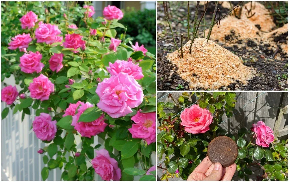 Top Tips for Beautiful Roses