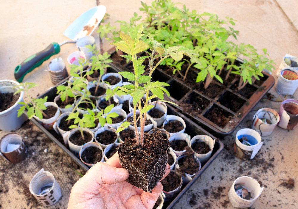 Seedlings in newspaper pots
