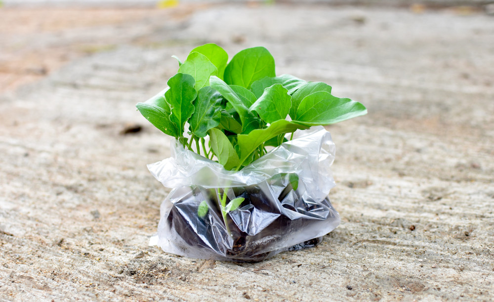 Seedlings in plastic bag