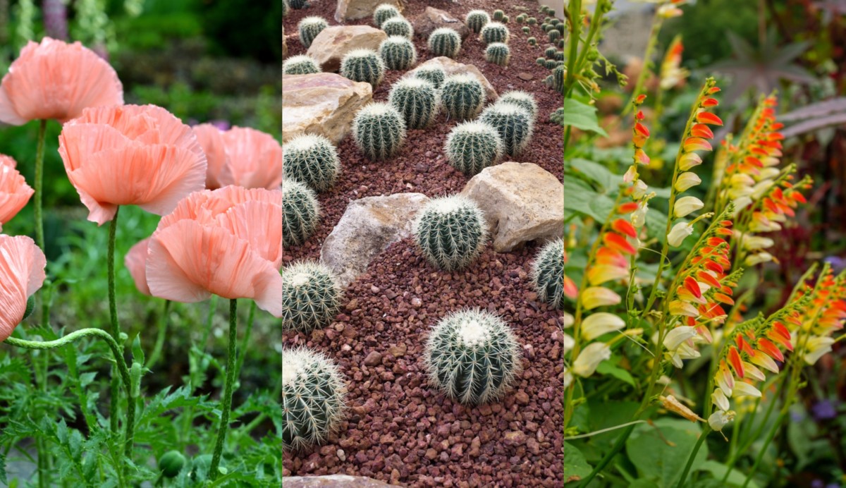 20 Drought Tolerant Plants That You'll Never Need To Water