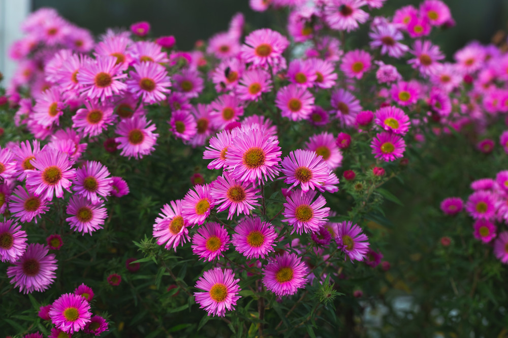 21 Plants That Bloom All Summer Long