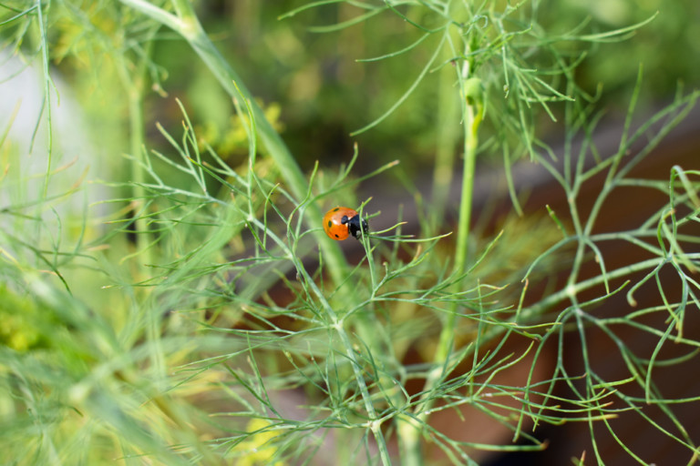 How To Attract Thousands Of Ladybugs To Your Garden & Keep Them There