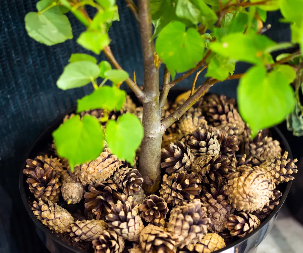 5 Surprising Ways To Use Pine Cones In The Garden