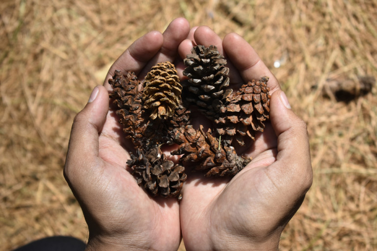 5 Surprising Ways To Use Pine Cones In The Garden