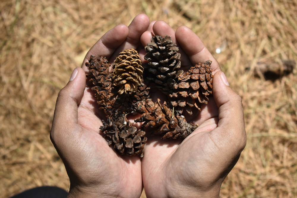 Using Pine Cones in Planters Hack - How to Plant a Pine Cone in Pot